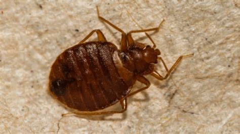 Bed Bugs Vs Carpet Beetles Bites Bug Zapper Bed Bug Exterminator