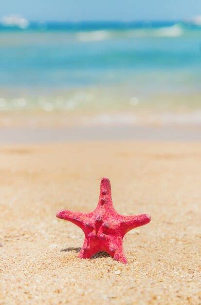 Premium Photo Starfish On The Beach On The Sand