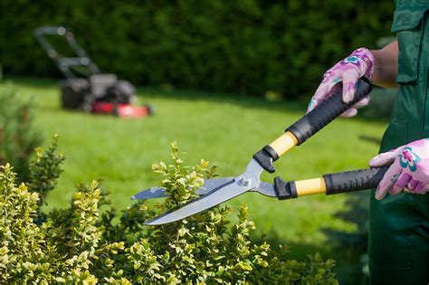 10 Consejos Para El Mantenimiento Y Cuidado De Tu Jardín