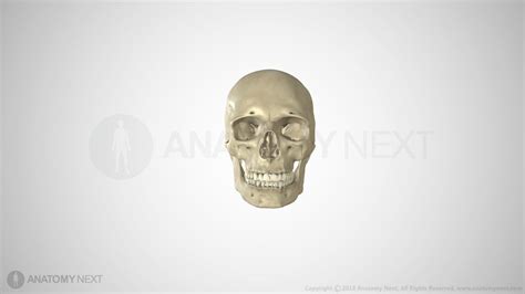 5 Cool 3d Human Skull Model Interactive