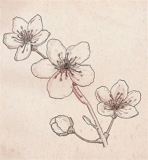 Cherry Blossom Drawing Tatouage