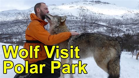 Wolf Visit At Polar Park In Norway Youtube