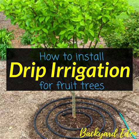 Even small yards and gardens can be home to a variety of trees to provide fruit, shade, and wildlife habitat. How to install drip irrigation for fruit trees - Backyard Eden