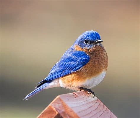 Today Is Eastern Bluebird Day Meigs Point Nature Center