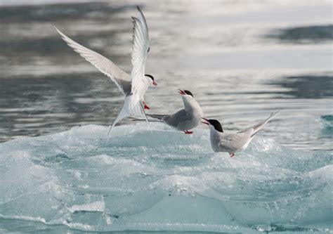 Shippers And Seabirds Clash Over Arctic Territory Says