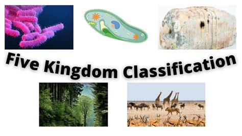 Understanding Five Kingdom Classification System By R H Whittaker Youtube