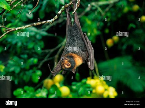 Spectacled Flying Fox Pteropus Conspicillatus Spectacled Flying Fox