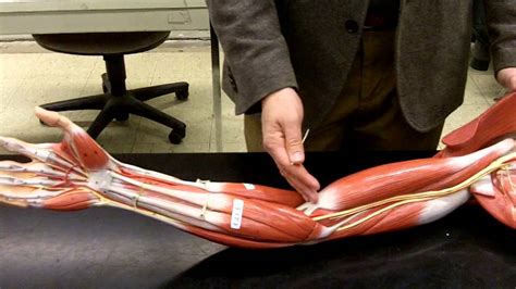The arm extends from the shoulder to the wrist, including the upper arm and forearm. Muscle Arm Shoulder and Brachium - YouTube