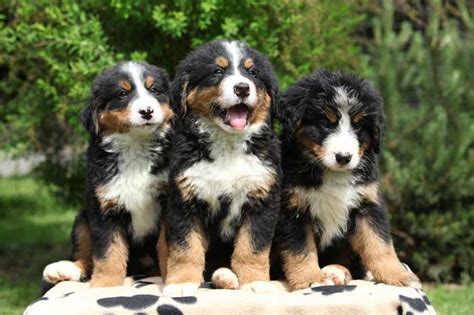 bernese mountain dog info temperament puppies training pictures