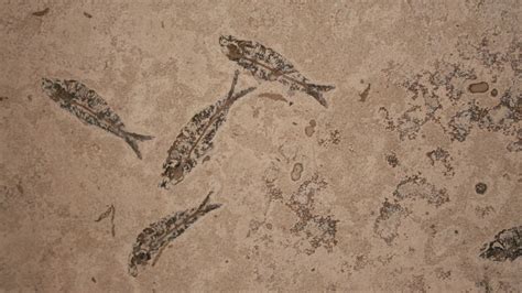 Lost Worlds, Vanished Lives (1989) - Plex