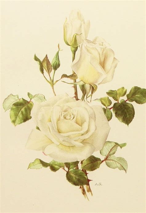 White Rose Flower Print Botanical Illustration Rose Images Flower