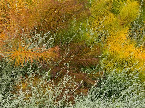 Best Drought Tolerant Perennials And Annuals That Are Deer