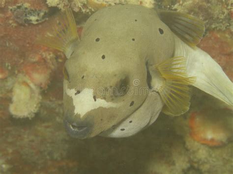 Blackspotted Puffer On Coral Reef Stock Photo Image Of Ocean Marine
