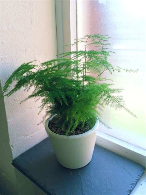 1 x ASPARAGUS FERN EVERGREEN INDOOR OFFICE HOUSE PLANT ...