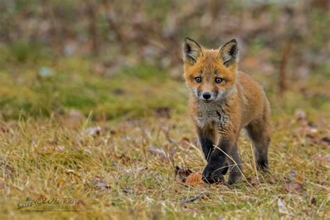 Adorable Photos Of Baby Foxes Canadian Geographic