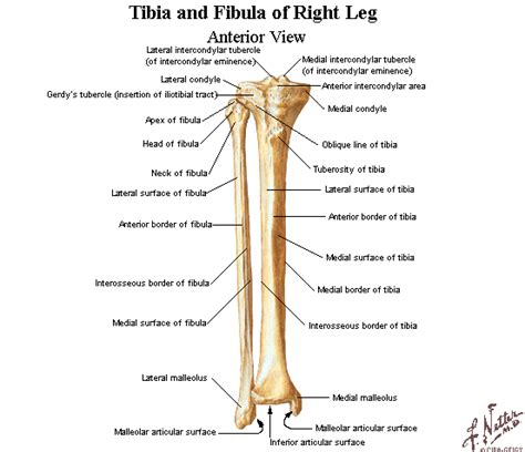 Tibia And Fibula Anatomy Bones Rib Cage Anatomy Anatomy