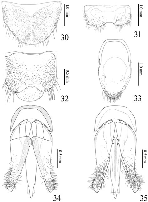 Alaolacon Fujiokai Sp N Male Holotype 30 Tergite Viii 31 Sternite
