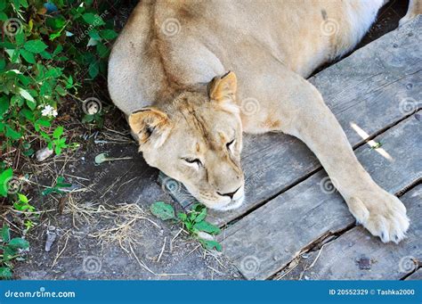 Napping Lioness Stock Image Image Of Carnivore Jungle 20552329