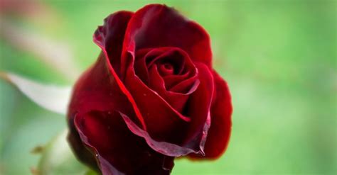 Cennet annelerin ayakları altındadır (nesâî, cihad, 6) buyurmuştur. "Cennet annelerin ayakları altındadır." Bu hadis bütün ...