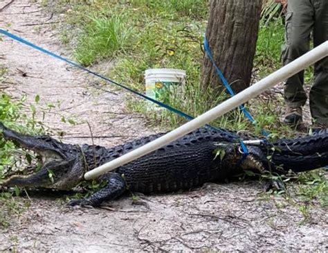 Florida Man Attacked By Alligator After Falling From Bike And Landing