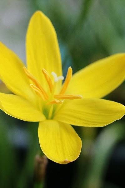 Buy Yellow Rain Lily Plants Free Shipping Wilson Bros Gardens 1