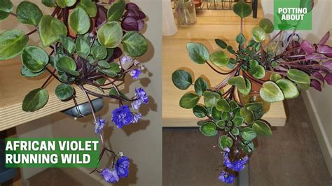 African Violet Trailing Semi Miniature Running Wild Youtube