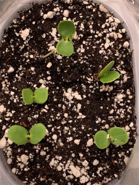 Baby Mesquite Trees Rlophophora