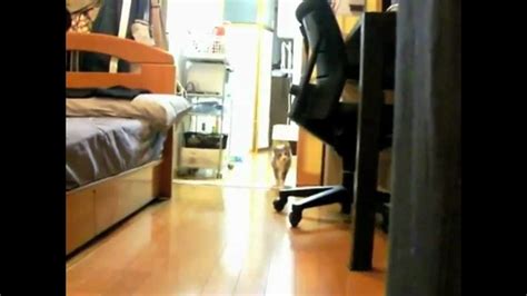 Dramatic Stalking Cat Hd Youtube