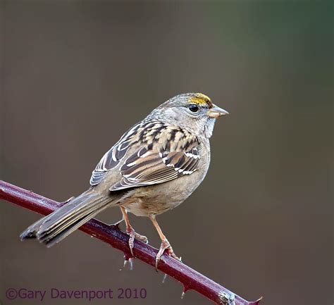 Golden Crowned Sparrow Taken At Ridgefield Nwr January 1 Flickr