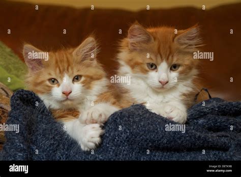 Two Cute And Fluffy Ginger And White Kittens Stock Photo Alamy