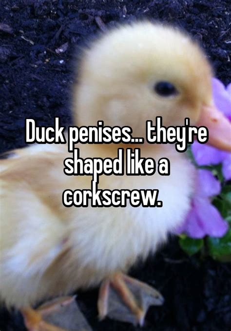 Duck Penises Theyre Shaped Like A Corkscrew