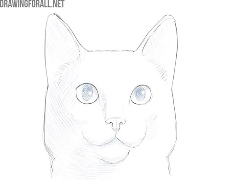 How To Draw A Cat Face