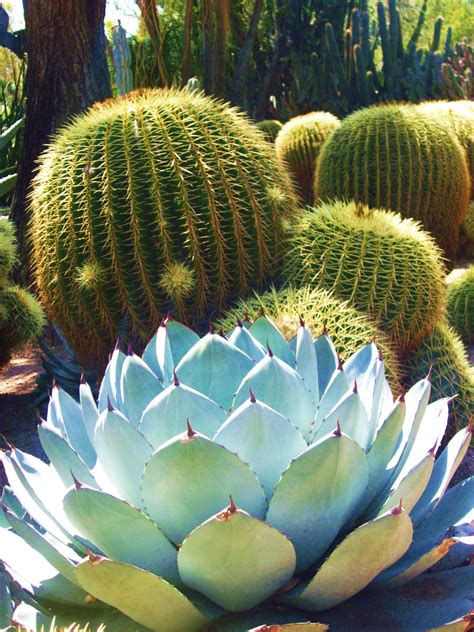 Golden Barrel Cactus And Agave 1000 Garden Plants Design Cactus