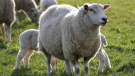 How To Work Out Ewe Efficiency And What It Can Tell You Farmers Weekly