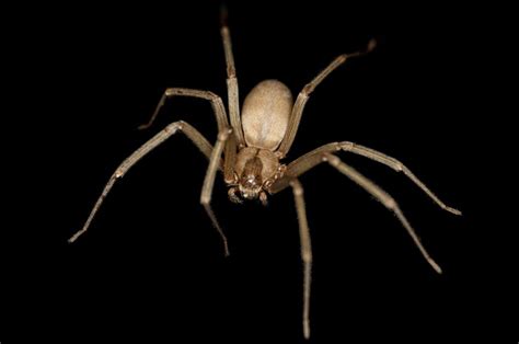 Brown Recluse Identification And Prevention Amco Ranger Termite And Pest