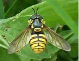 Photos of Uk Wasp Species