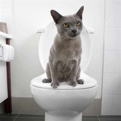 And of course your cat decides whether. Train your cat to use the toilet with a new potty training ...