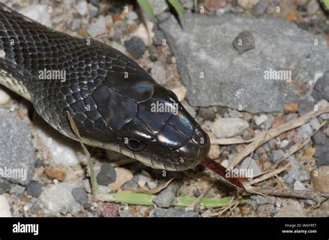 Black Rat Snake Pantherophis Obsoletus Stock Photo Alamy