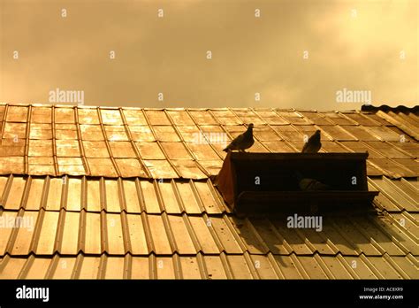 Two Pigeons On A Roof Stock Photo Alamy