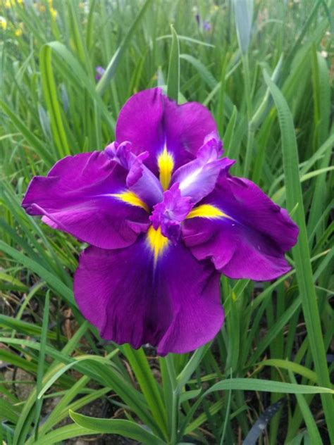 Iris Ensata Japanese Clematis Artisan Aquatics