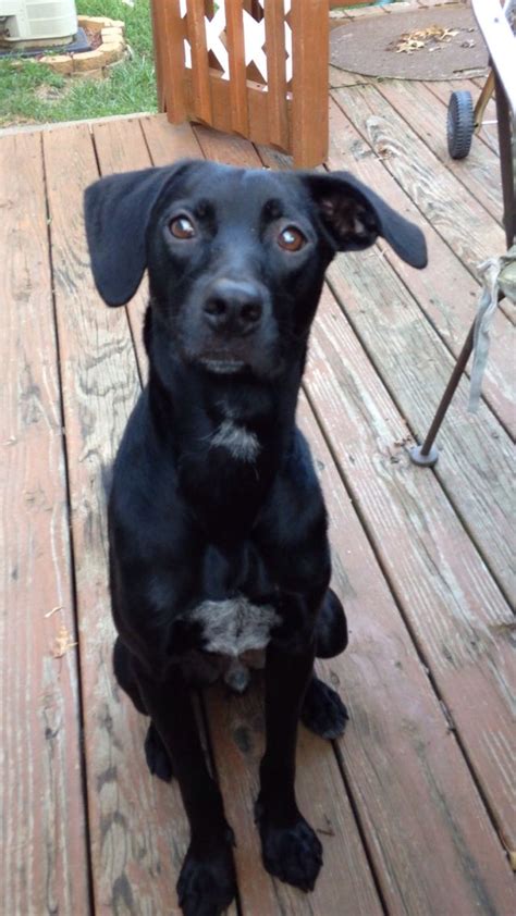 If you want to work or. German short haired pointer black lab mix | Cute dogs ...