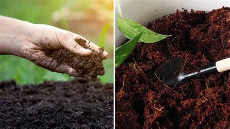 Hard Soil Into Soft Soilसमर प्लांट केयरsummer Garden Soil Easy