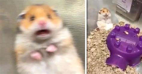 30 Funny Hamster Meme Memes Feel