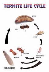 Gnat Vs Termite