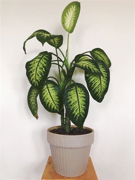 Dumb Cane Plant Types