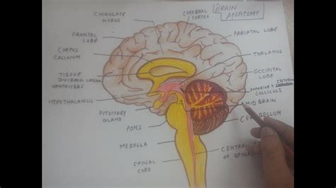 Tags animals, cartoons, mice, pinky and the brain, various cartoons. how to draw human brain anatomy diagram easily - YouTube