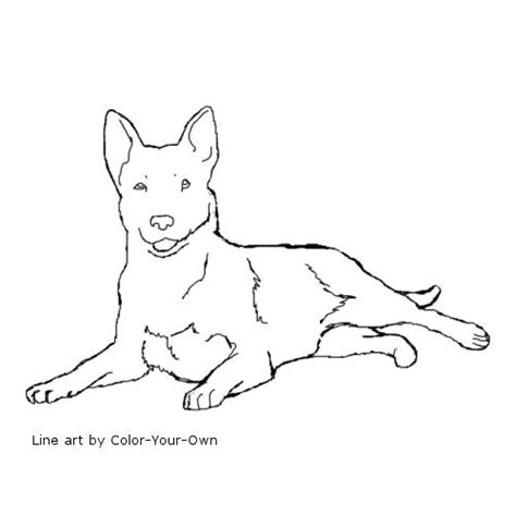 Australian Cattle Dog Coloring Pages At Getdrawings Free Download