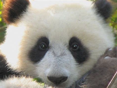 Congrats To Su Lin On Becoming The Worlds First New Panda Flickr