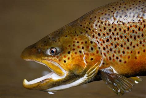 2007 Fall Fly Fishing Trip Photography Brown Trout Fish Trout