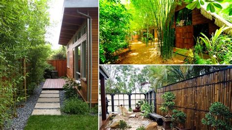 There are a few things that you need to know about bamboo and how. Bamboo ideas for Backyard - YouTube